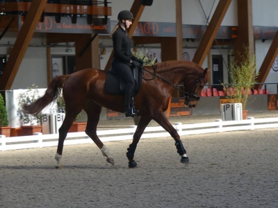 Stage au Boulerie Jump (Pôle Européen du Cheval) - 16/17 février 2019