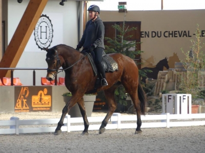 Stage au Boulerie Jump (Pôle Européen du Cheval) - 16/17 février 2019