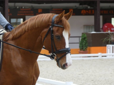 Stage au Boulerie Jump (Pôle Européen du Cheval) - 30/31 mars 2019