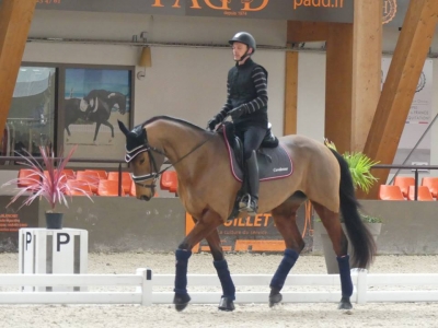 Stage au Boulerie Jump (Pôle Européen du Cheval) - 30/31 mars 2019