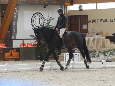 Stage au Boulerie Jump (Pôle Européen du Cheval) - 30/31 mars 2019